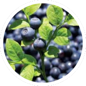 Bilberry Extract