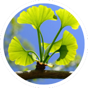 Ginkgo Biloba Extract