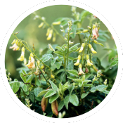 Astragalus Extract